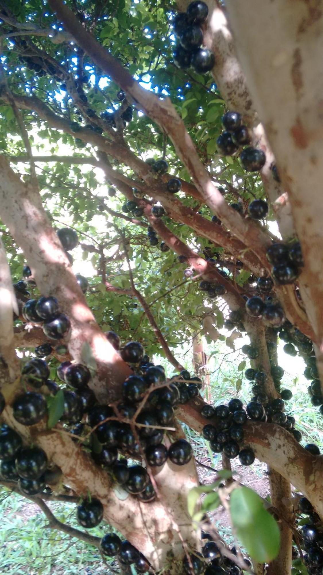 ホテル Pousada Recanto Do Sossego São Tomé das Letras エクステリア 写真