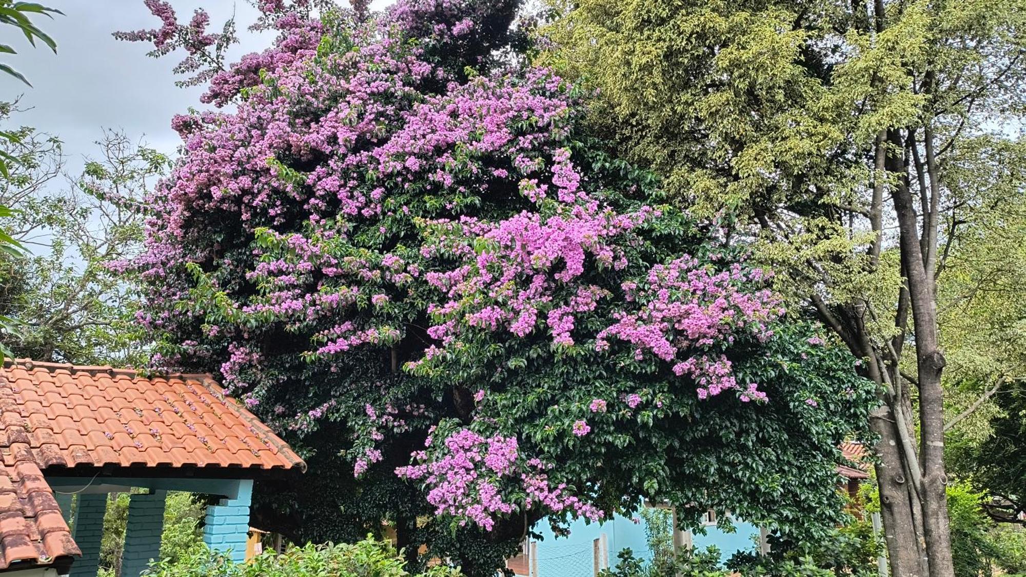 ホテル Pousada Recanto Do Sossego São Tomé das Letras エクステリア 写真