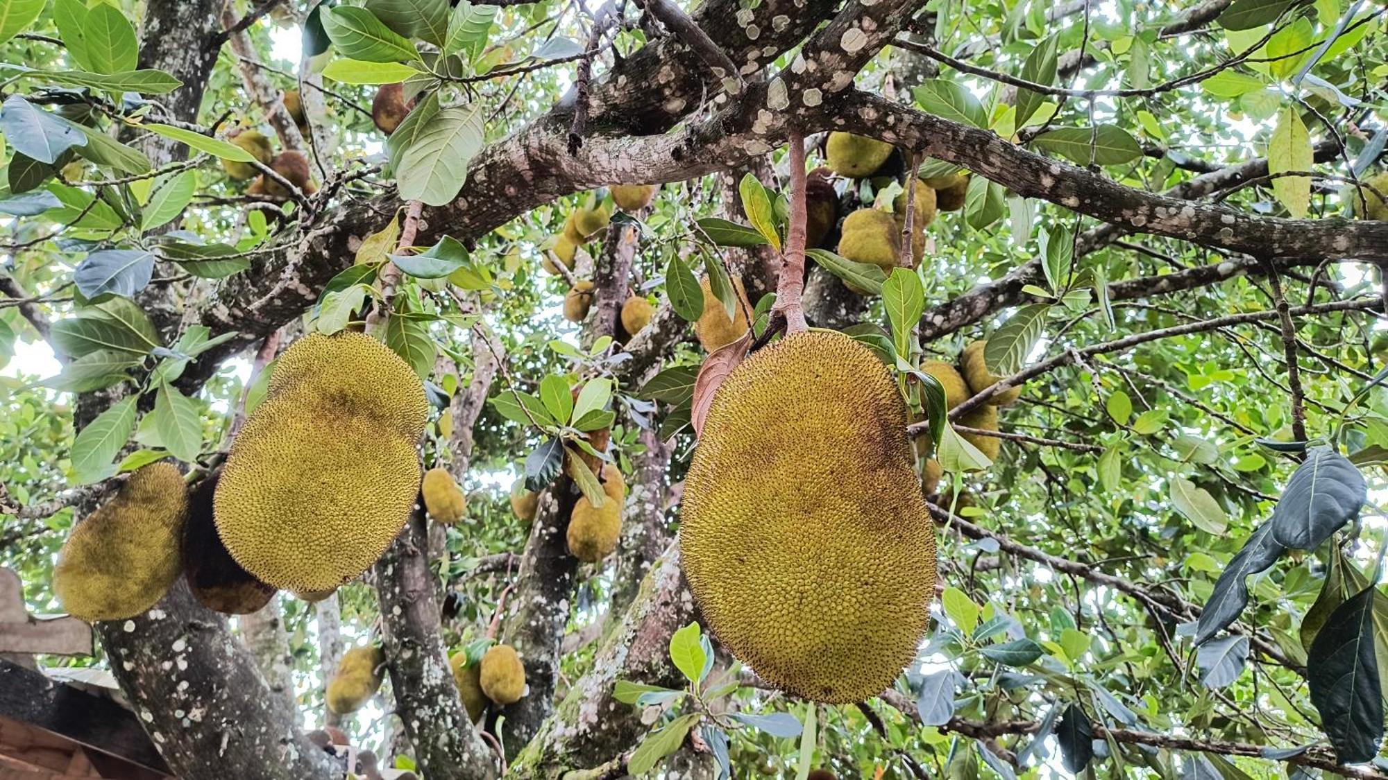 ホテル Pousada Recanto Do Sossego São Tomé das Letras エクステリア 写真